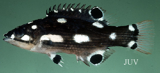  Bodianus neilli (Bay of Bengal Hogfish)